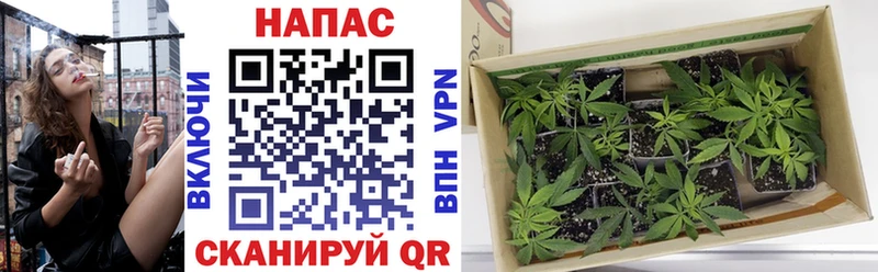 Купить  Весьегонск  Шишки марихуана SATIVA & INDICA 